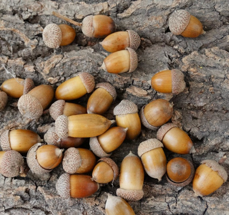 Natural vintage ACORN forest small ornaments DIY material rubber fruit shooting props ZAKKA grocery decorations